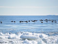 03A Lots Of Eider Ducks Fly On Day 4 Of Floe Edge Adventure Nunavut Canada